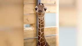 Como Zoo celebrates birth of baby giraffe