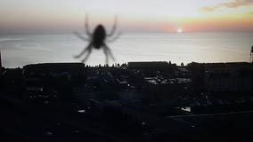 Giant spider attacks Duluth, or MnDOT camera optical illusion?