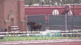 Moose found wandering around UND's football stadium