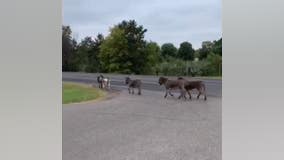 Donkeys on loose in Wyoming, Minnesota test officers' herding skills
