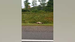 Sheriff: Elk illegally shot, killed along northwestern Wisconsin highway