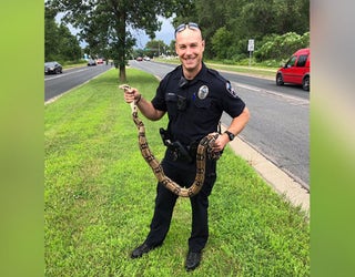 Wisconsin Deputies Catch 14-Foot Boa Constrictor