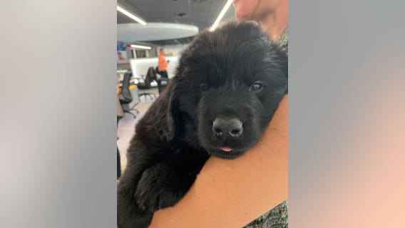 Puppies stop by FOX 9 ahead of James J. Hill Days