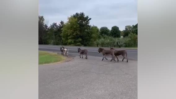 Donkeys on loose in Wyoming, Minnesota test officers' herding skills