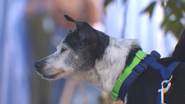 A new way to adopt older dogs