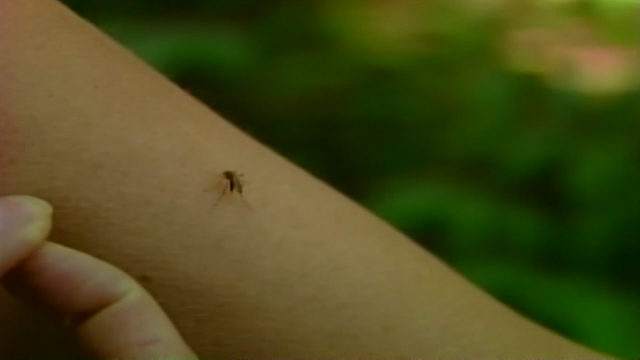 Twin Cities metro to see resurgence of mosquitoes this fall