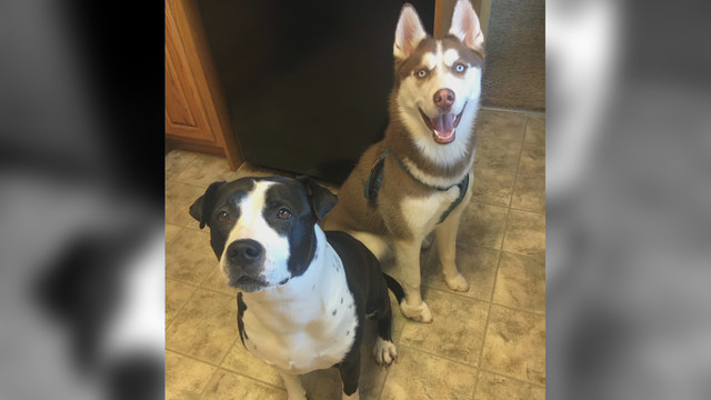 1 dog dead, another missing after car stolen in Minneapolis with pets inside