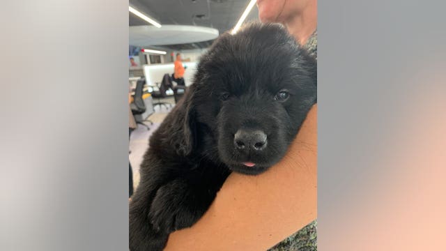 Puppies stop by FOX 9 ahead of James J. Hill Days