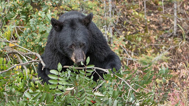 Minnesota woman killed by bear near Canadian border