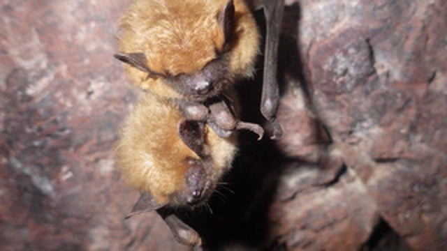 MDH: Rabid bat found in downtown Minneapolis