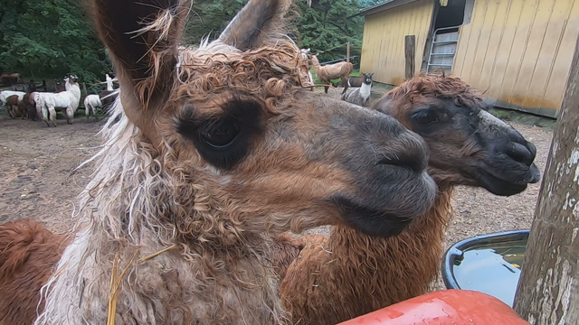 'It's been so rewarding': Retiring llama farm owner leaves impact on 4-H program