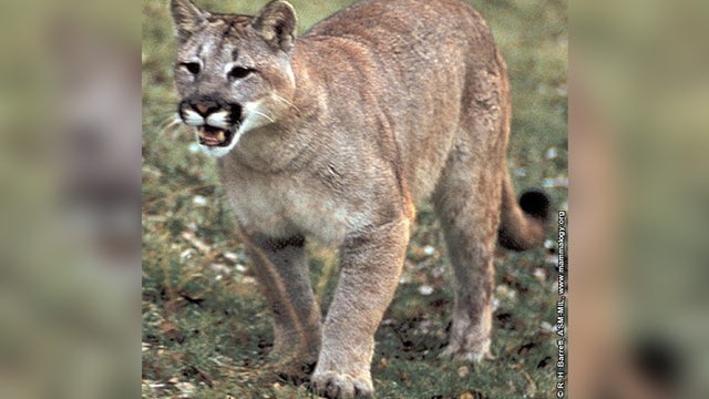 Possible cougar sighting in Dodge County, Minnesota
