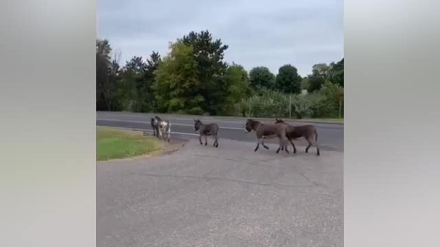 Donkeys on loose in Wyoming, Minnesota test officers' herding skills