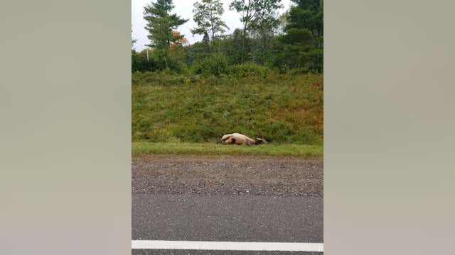 Sheriff: Elk illegally shot, killed along northwestern Wisconsin highway