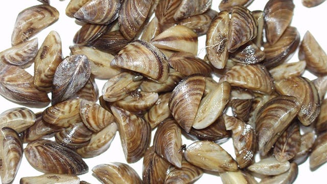 Zebra mussels found in Lake Owasso in Ramsey County