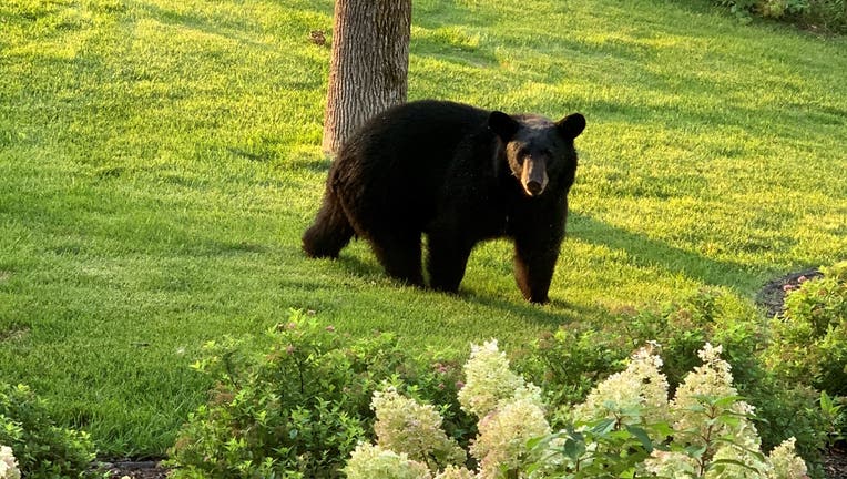 Black bear sighted in North Oaks, Minnesota