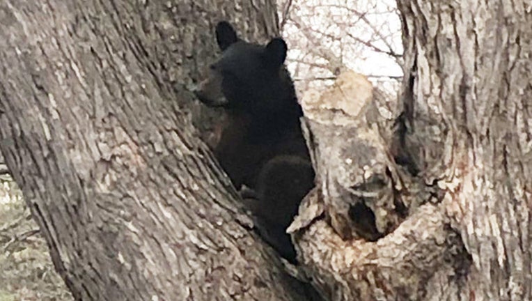 c1297f4f-Bear in tree