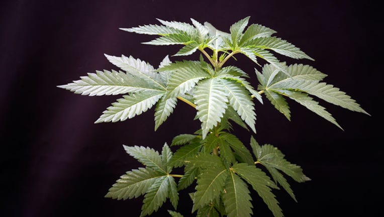 A Cannabis plant