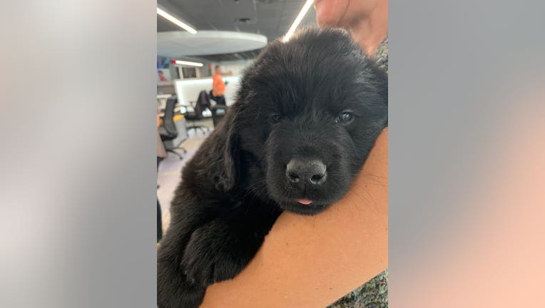 Newfoundland Puppies stop by FOX 9