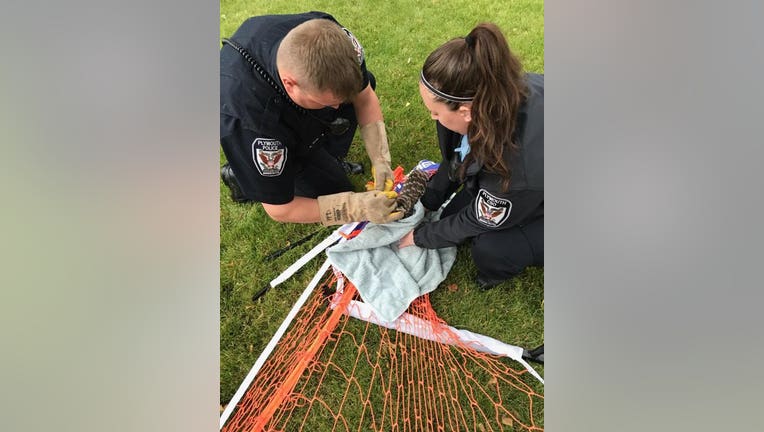 Plymouth police rescue owl from net