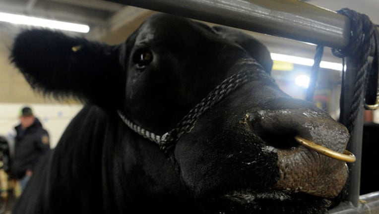 GETTY angus bull_1565966307099.jpg.jpg