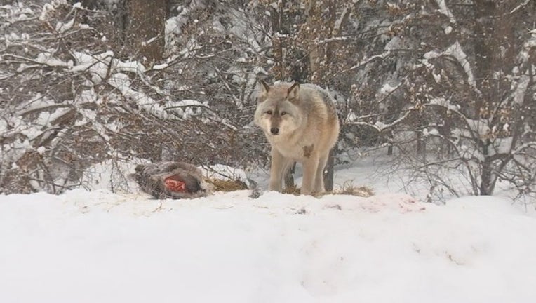 INTL WOLF CTR. _KMSP6d13_146.mxf_00.02.56.18_1566090181021.png.jpg