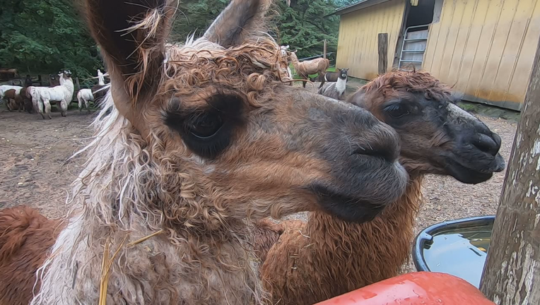 llama Waconia farm