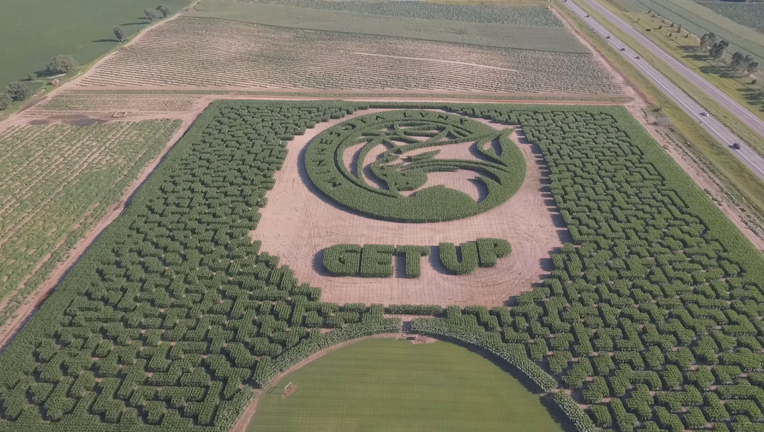 Lynx corn maze