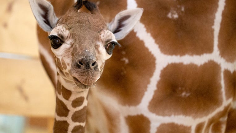 baby giraffe como zoo_2