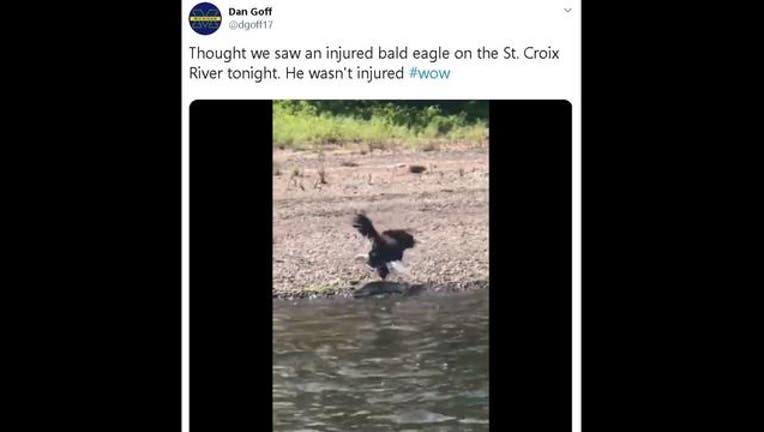 bald eagle catches muskie tweet_1565879323482.JPG.jpg