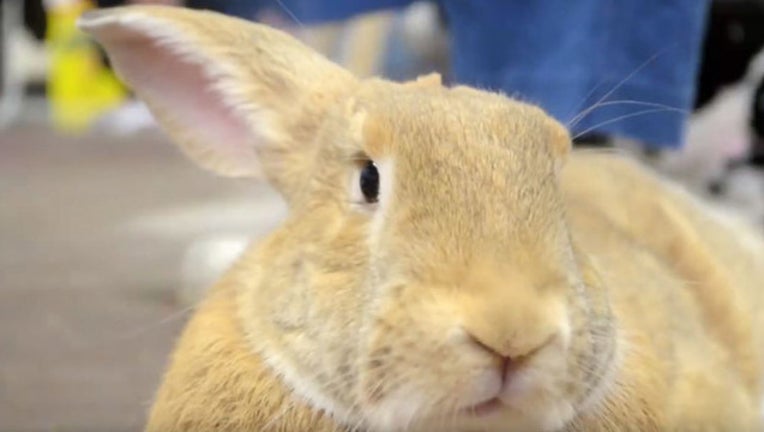 c3bc21ba-bunnyyy_1563110218244.jpg