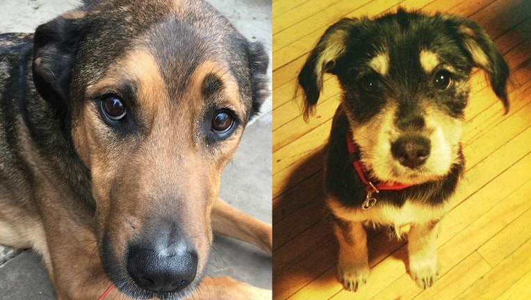 dogs die in hot car