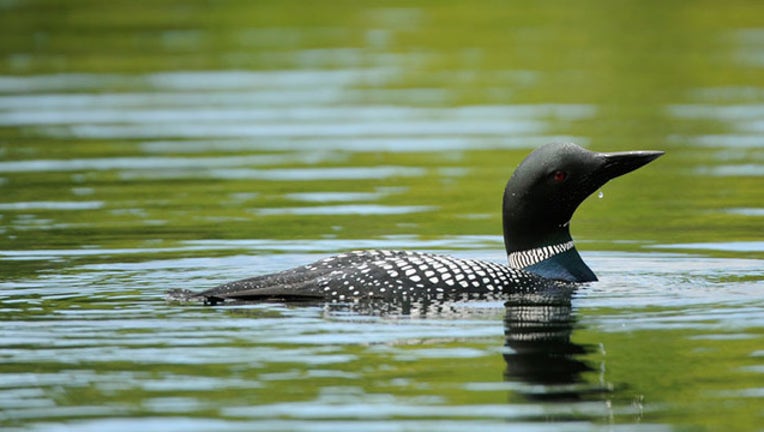 5c896630-getty common loon_1563469097544.jpg.jpg