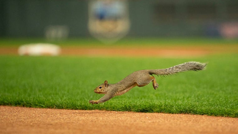 getty twins squirrel tuesday_1566394095839.jpg.jpg