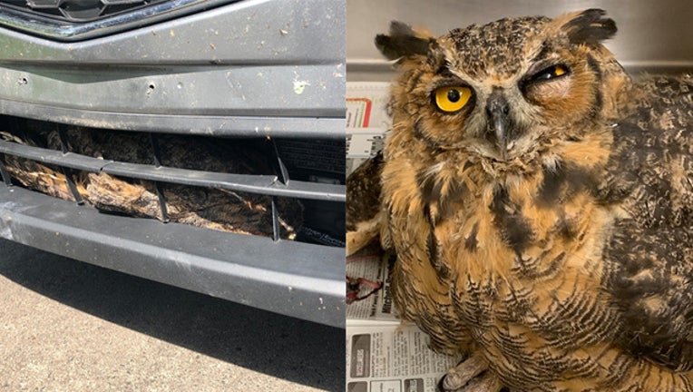 owl_1566411377506.jpg