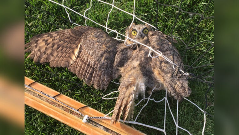 owwl_1566422355268.jpg