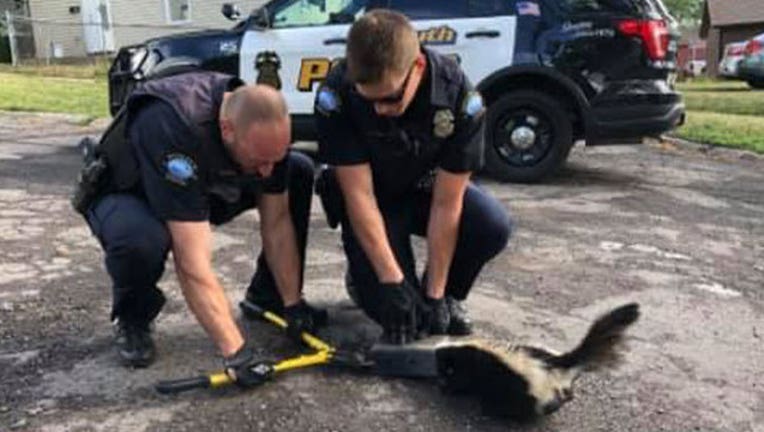 skunk-rescued-duluth_1566160615894.jpg