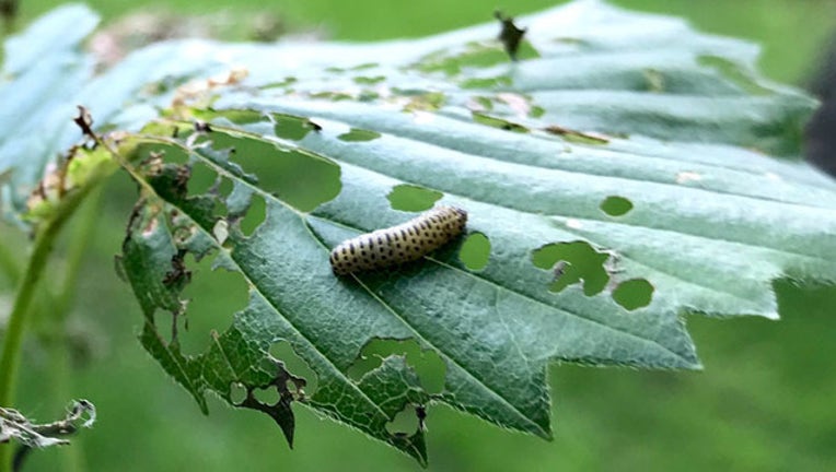 a45532a2-viburnum leaf beetle MDA_1564087198266.jpg.jpg