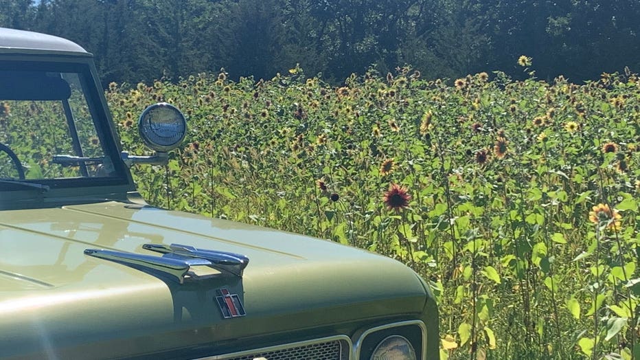 Sunflowers2