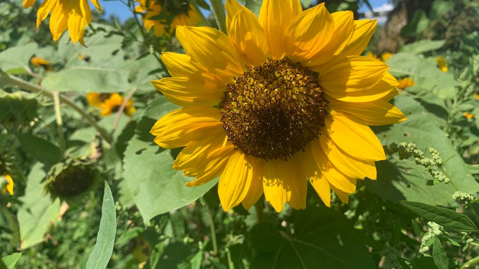 Sunflower