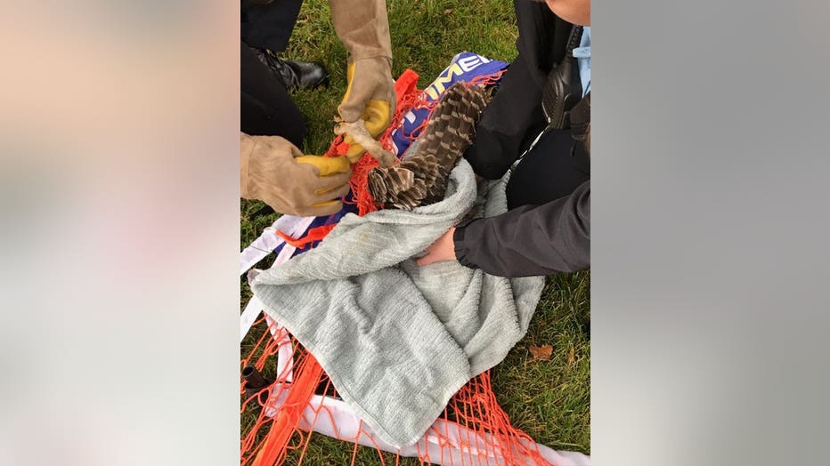 Plymouth police rescue owl from net