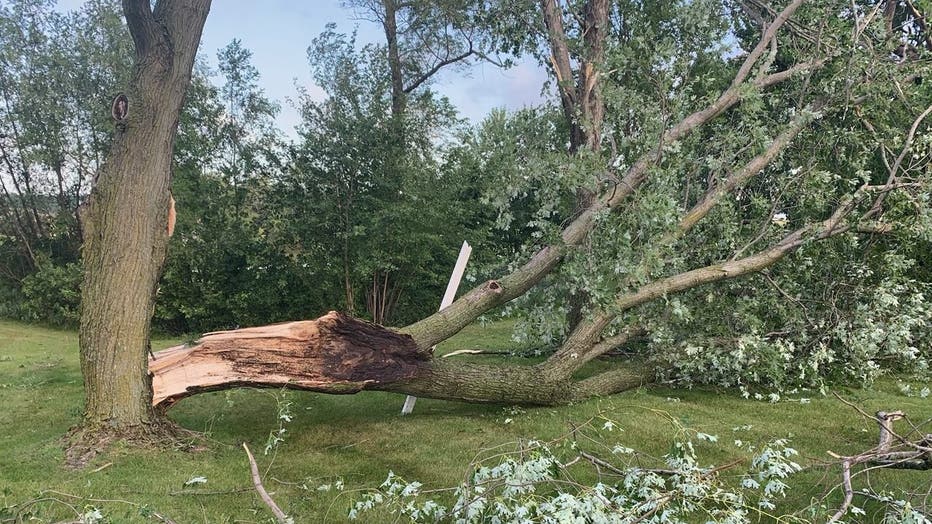 tree damage Minnestrista