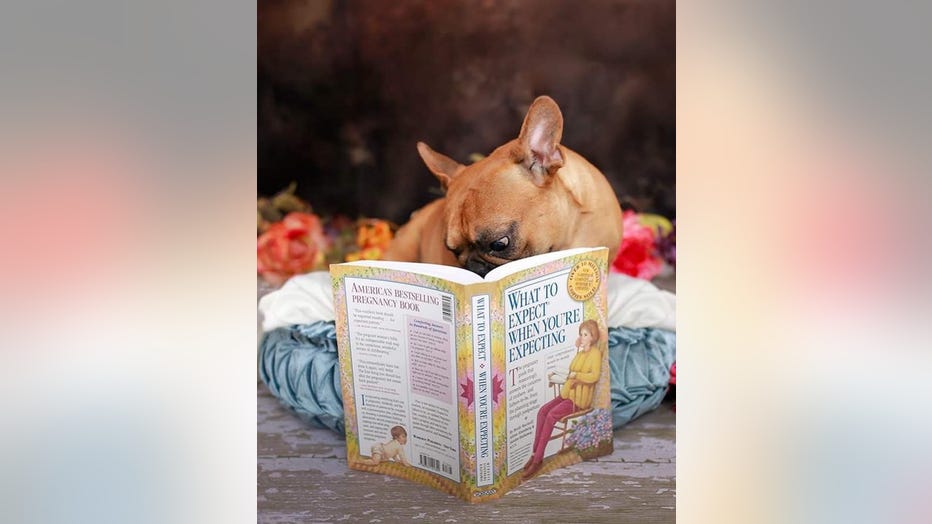 dog-maternity-shoot-3.jpg