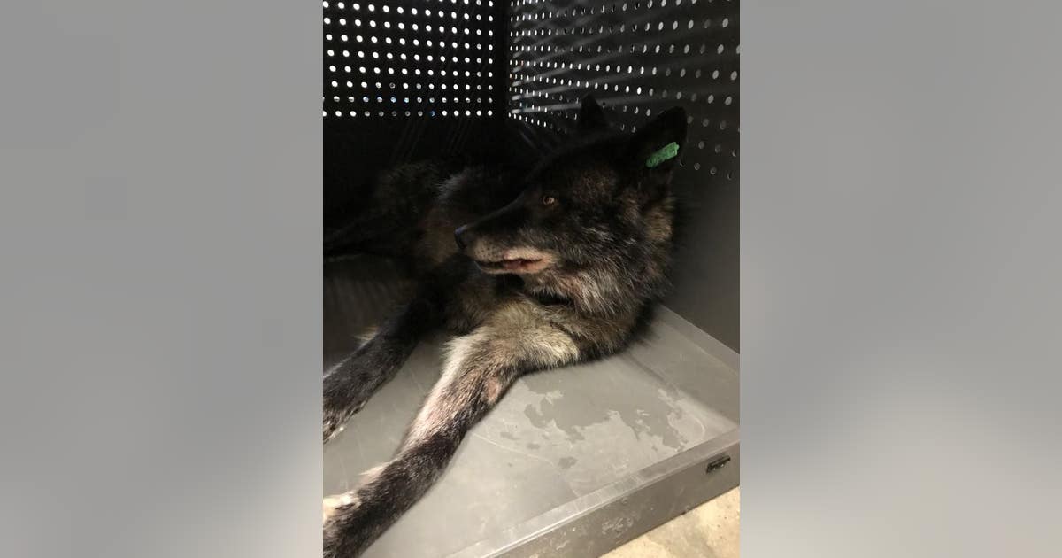 Parachuting Wolves 7 more wolves relocated from Canada to Isle Royale National Park | FOX ...