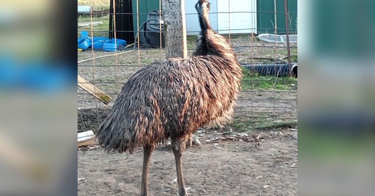 Runaway emu in Benton County found, returned home | FOX 9 Minneapolis ...