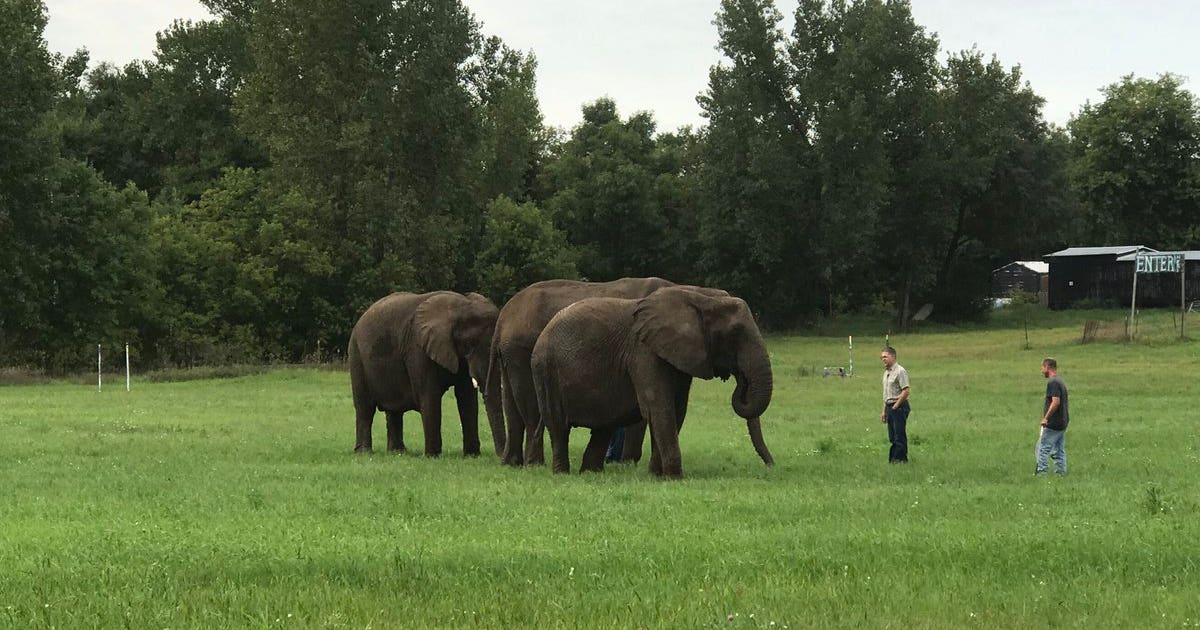 Elephant Rides Renaissance Fair Protest over elephant rides at Minnesota Renaissance Festival | FOX 9 ...