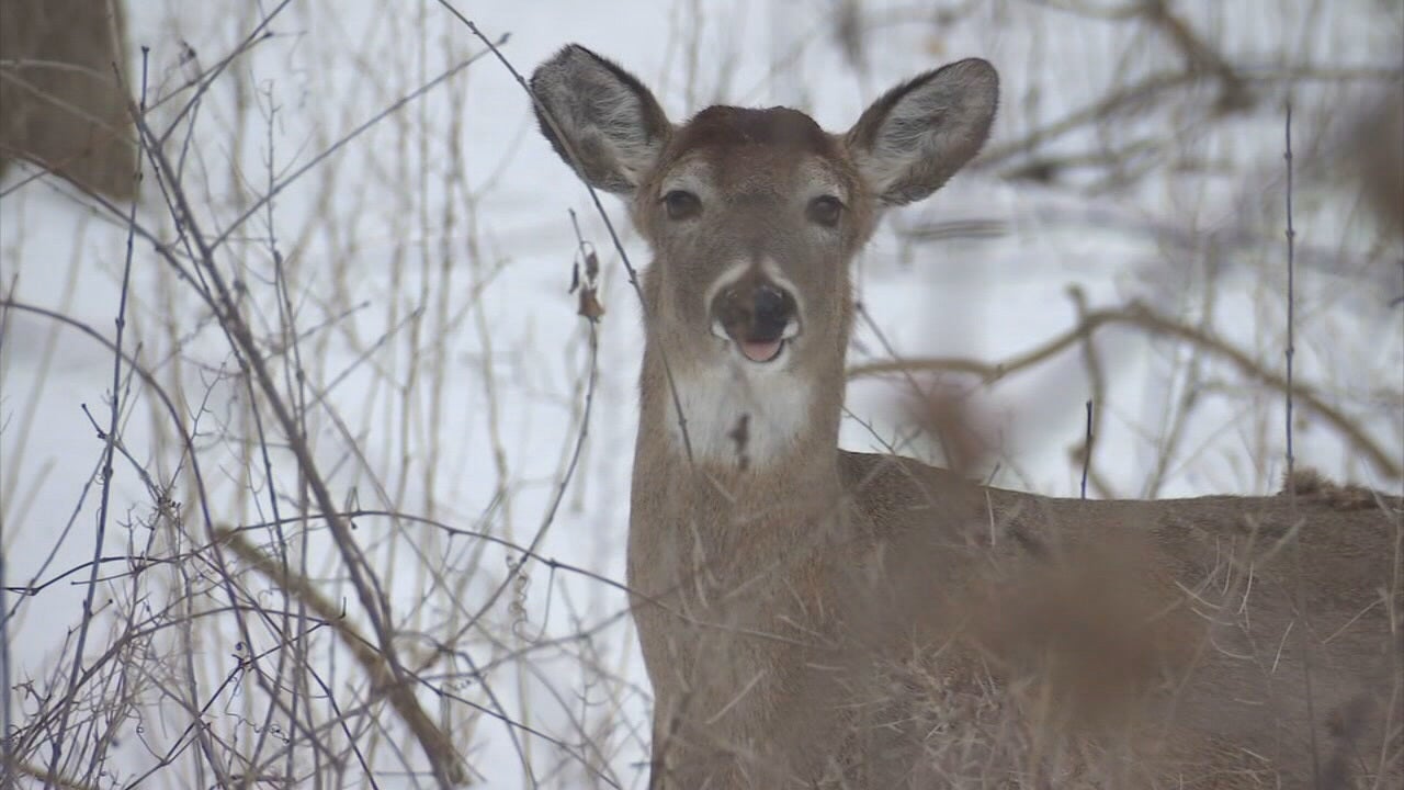 Minnesota DNR restricting use of lead bullets for hunts at state parks