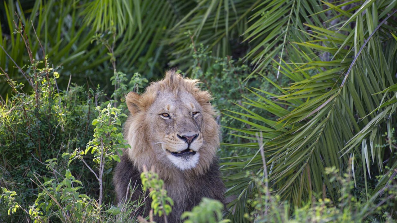 Enormous lion terrifies photographer with loud roar — then smiles