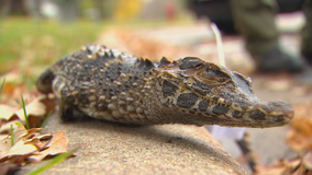 Man says alligator found in Prior Lake, Minnesota was his escaped pet