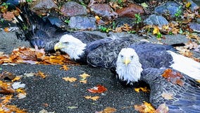 Police officers help tangled bald eagles in Apple Valley, Minnesota